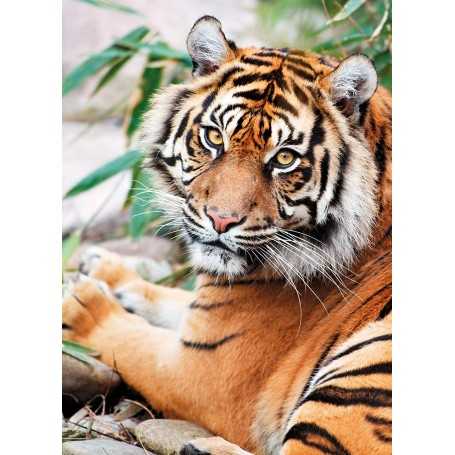 Puzzle 1000 Pezzi Clementoni High Quality Sumatran Tiger Collection 69x50  cm 39295